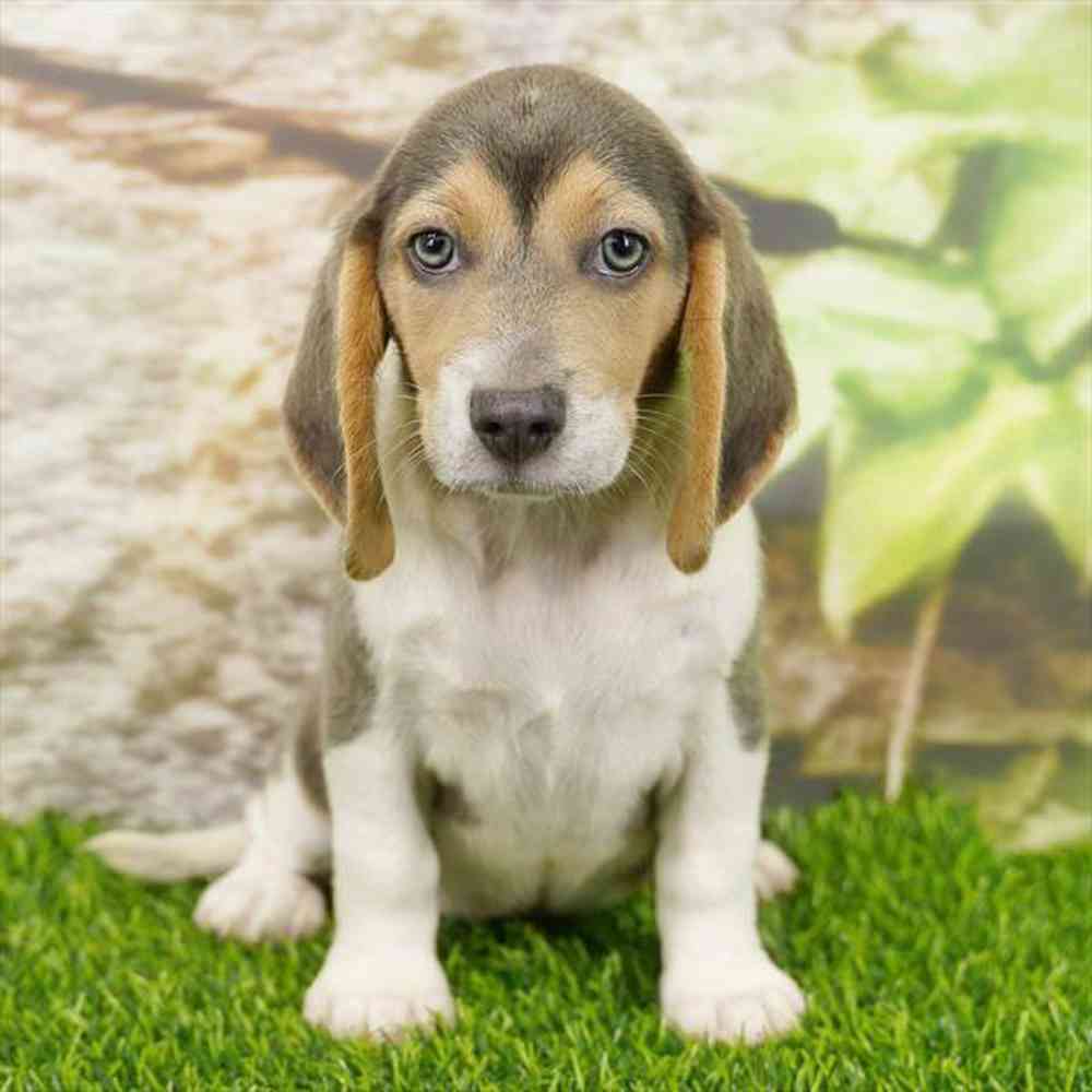 pet breed image
