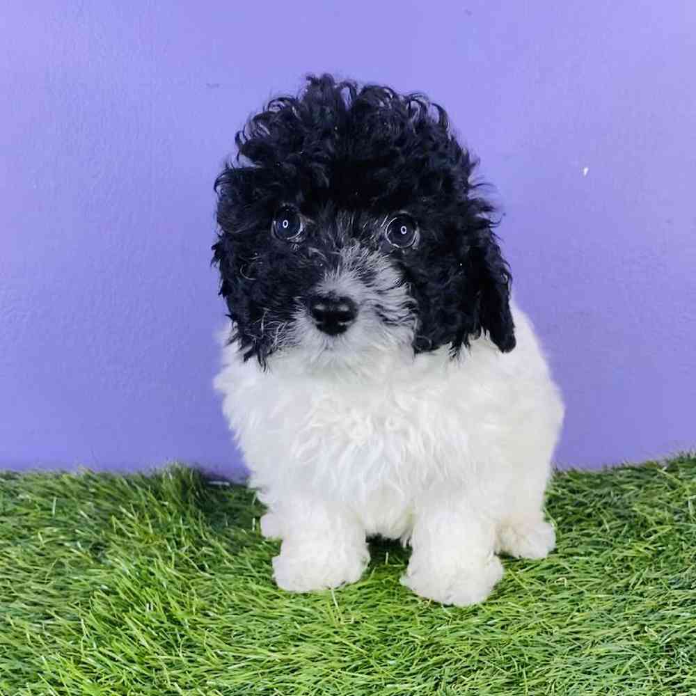 Female Poodle Puppy for sale