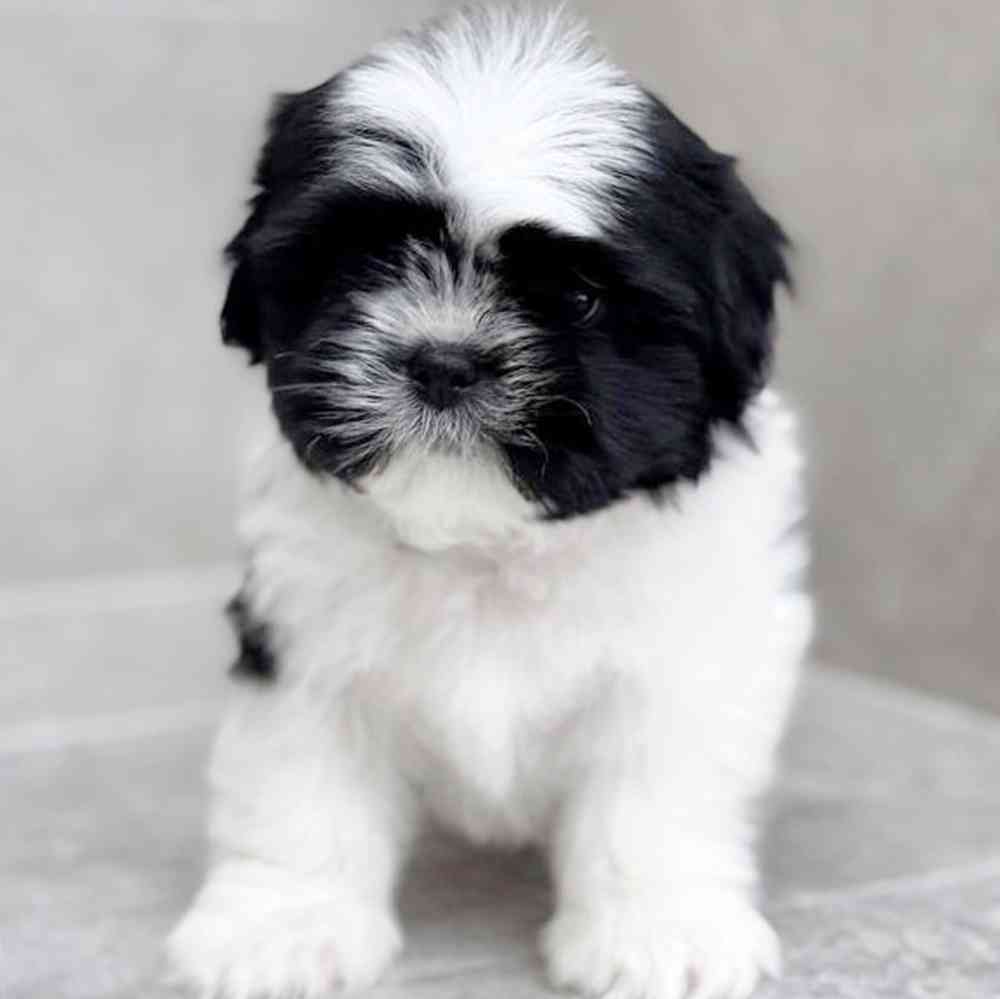 pet breed image