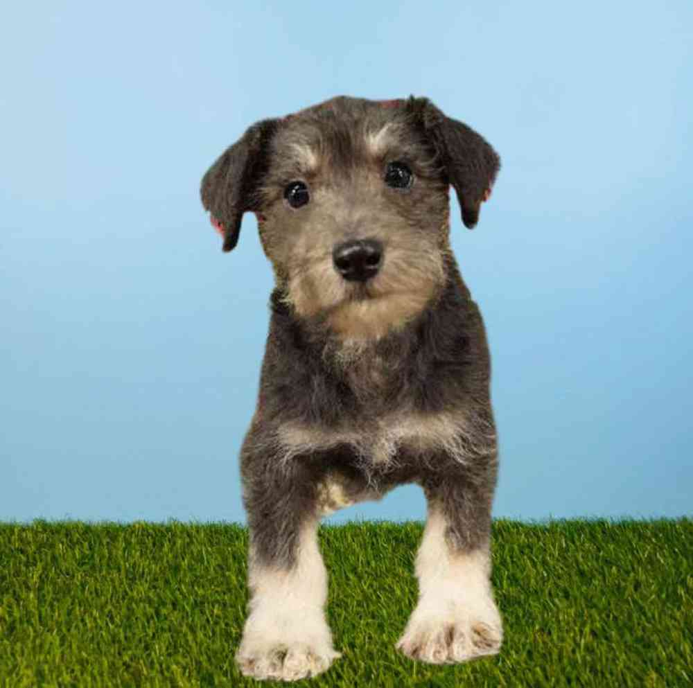 Female Schnoodle Puppy for Sale in Meridian, ID
