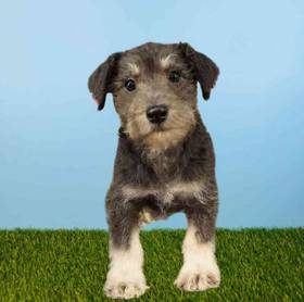 Schnoodle