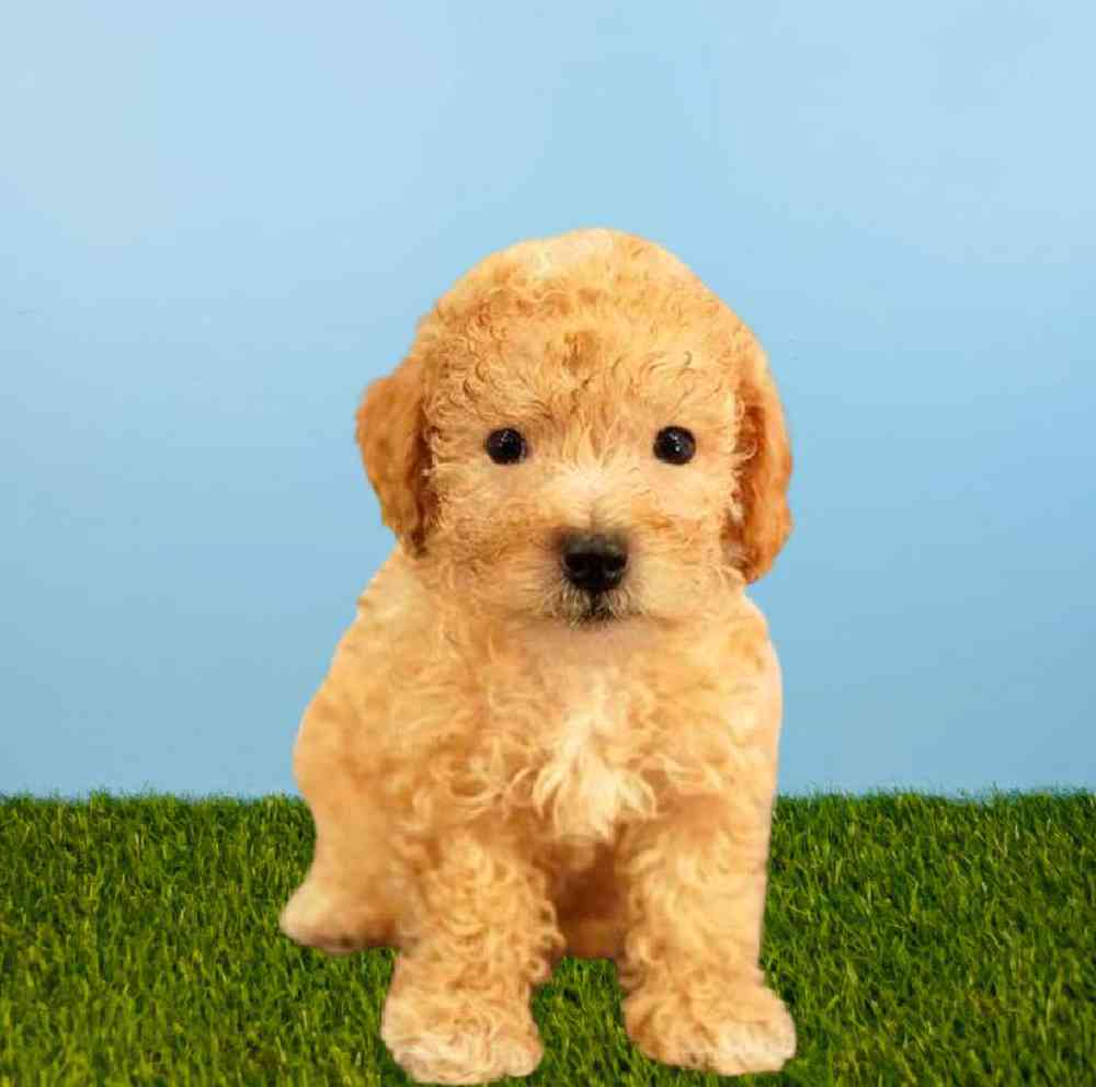 Male Poodle Puppy for sale