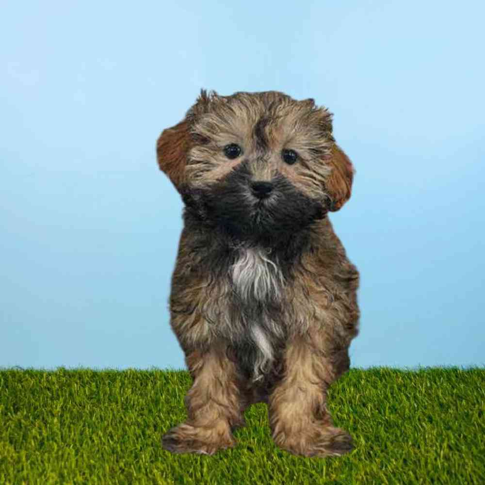 Shizapoo