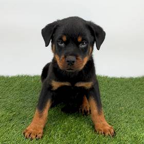 Rottweiler