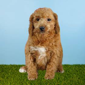 2nd Gen Mini Goldendoodle