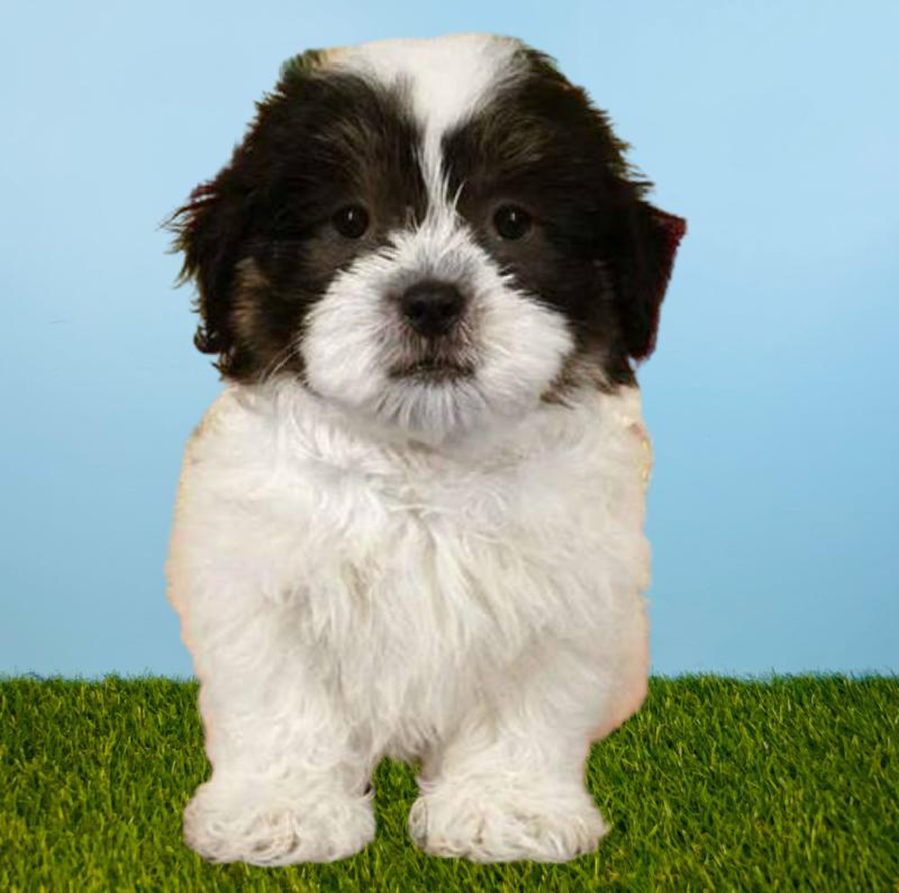 Male Havatzu Puppy for sale
