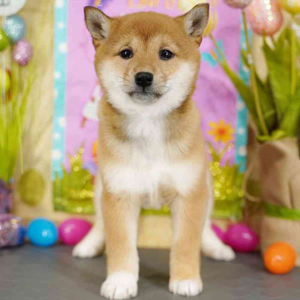 pet breed image