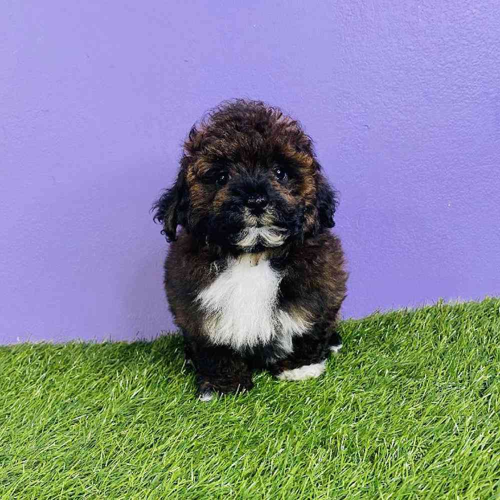 Male Bichapoo Puppy for sale