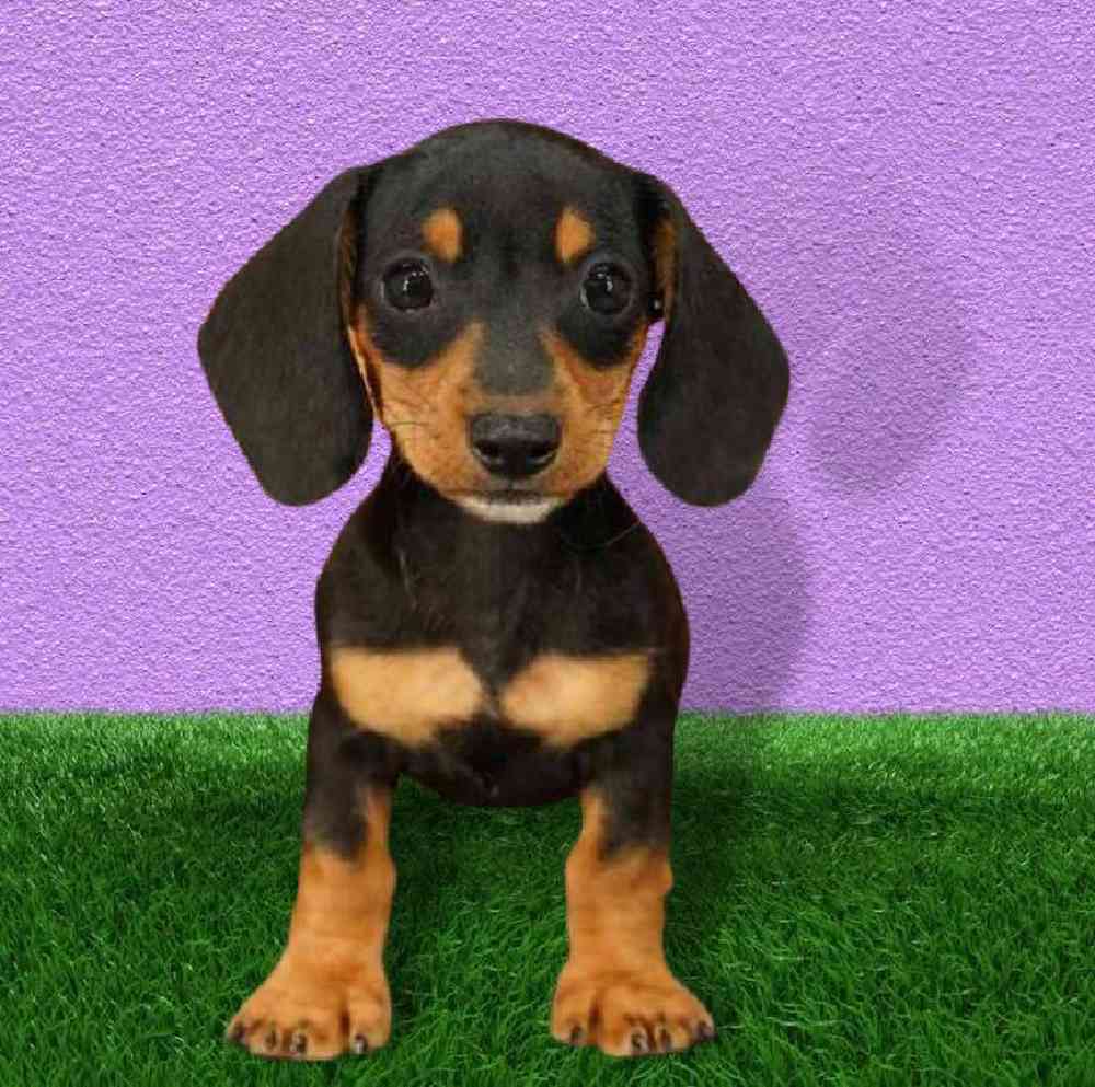 Female Dachshund Puppy for sale