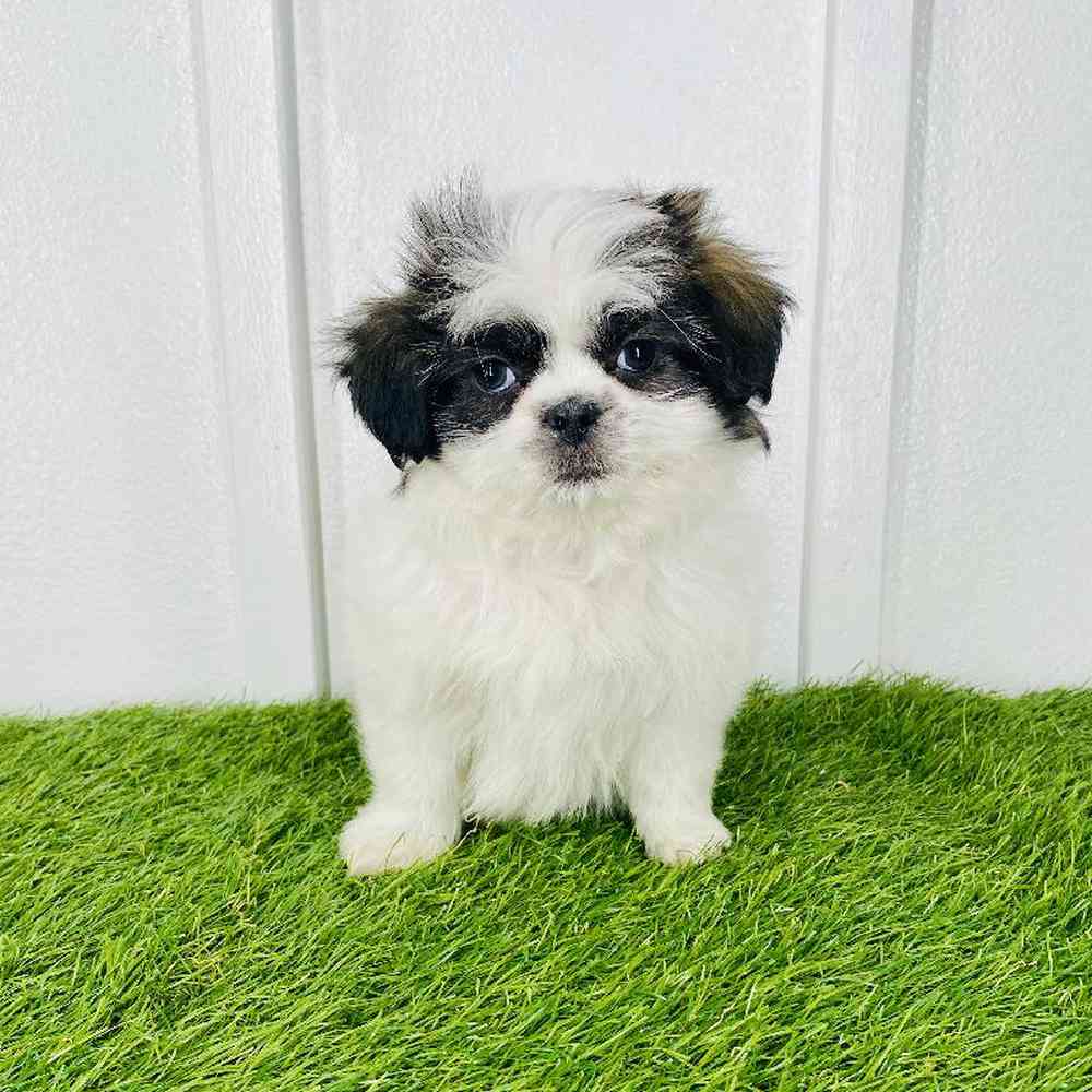 pet breed image