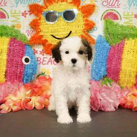 Shizapoo