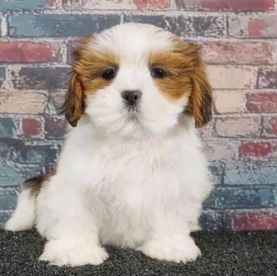 Lhasa Apso