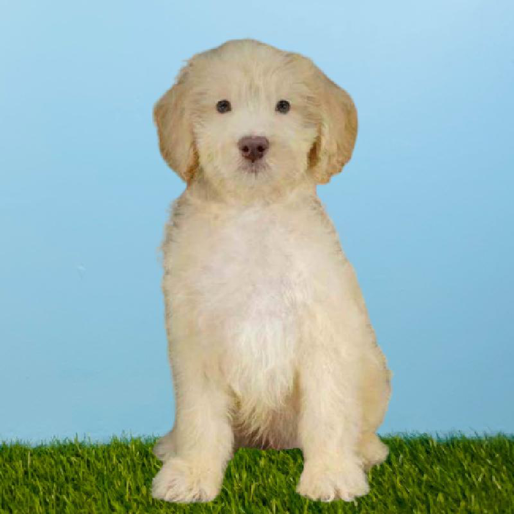 Male 2nd Gen Standard Goldendoodle Puppy for sale