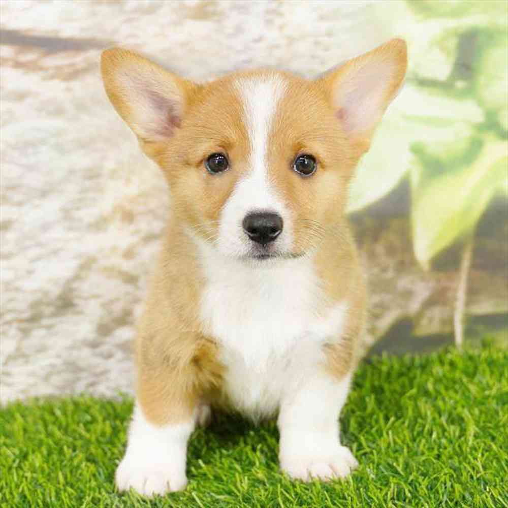 pet breed image
