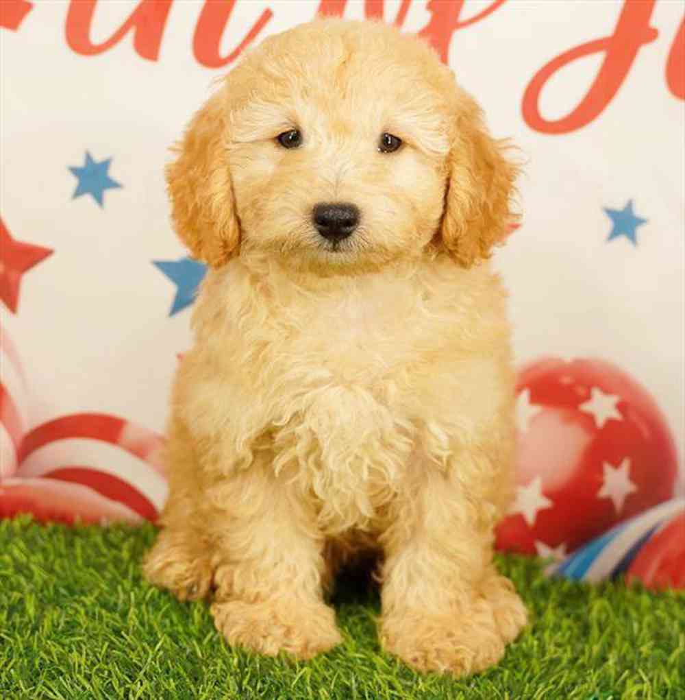 pet breed image