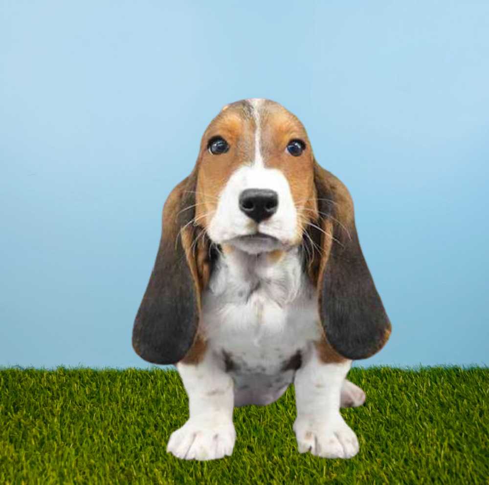 Female Basset Hound Puppy for Sale in Meridian, ID