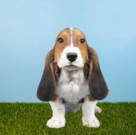Basset Hound