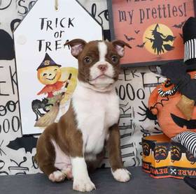 Boston Terrier
