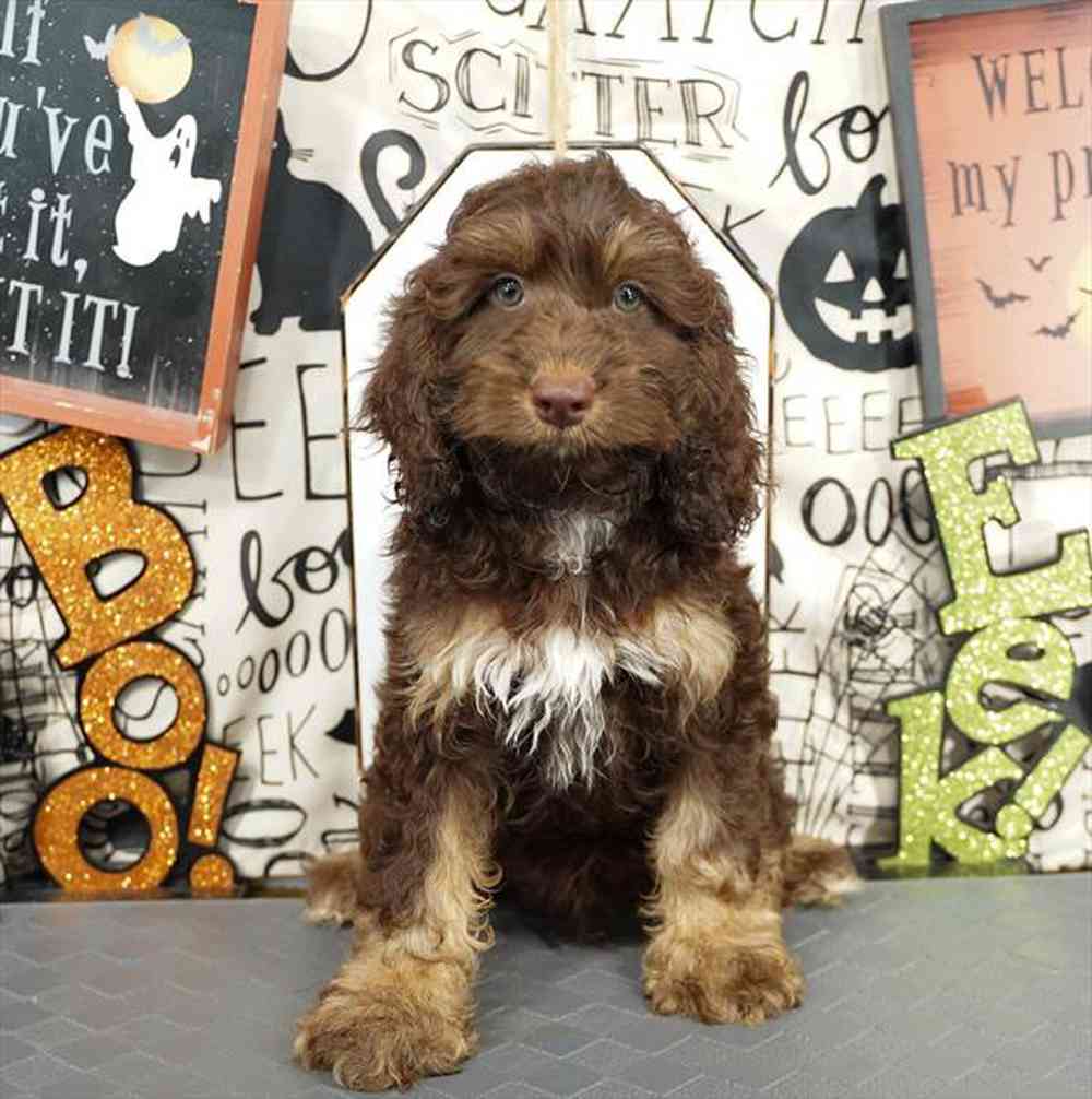 carousel pet images