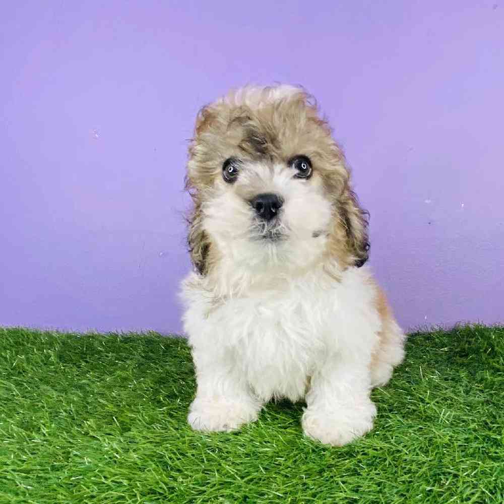 Male Lachon Puppy for sale