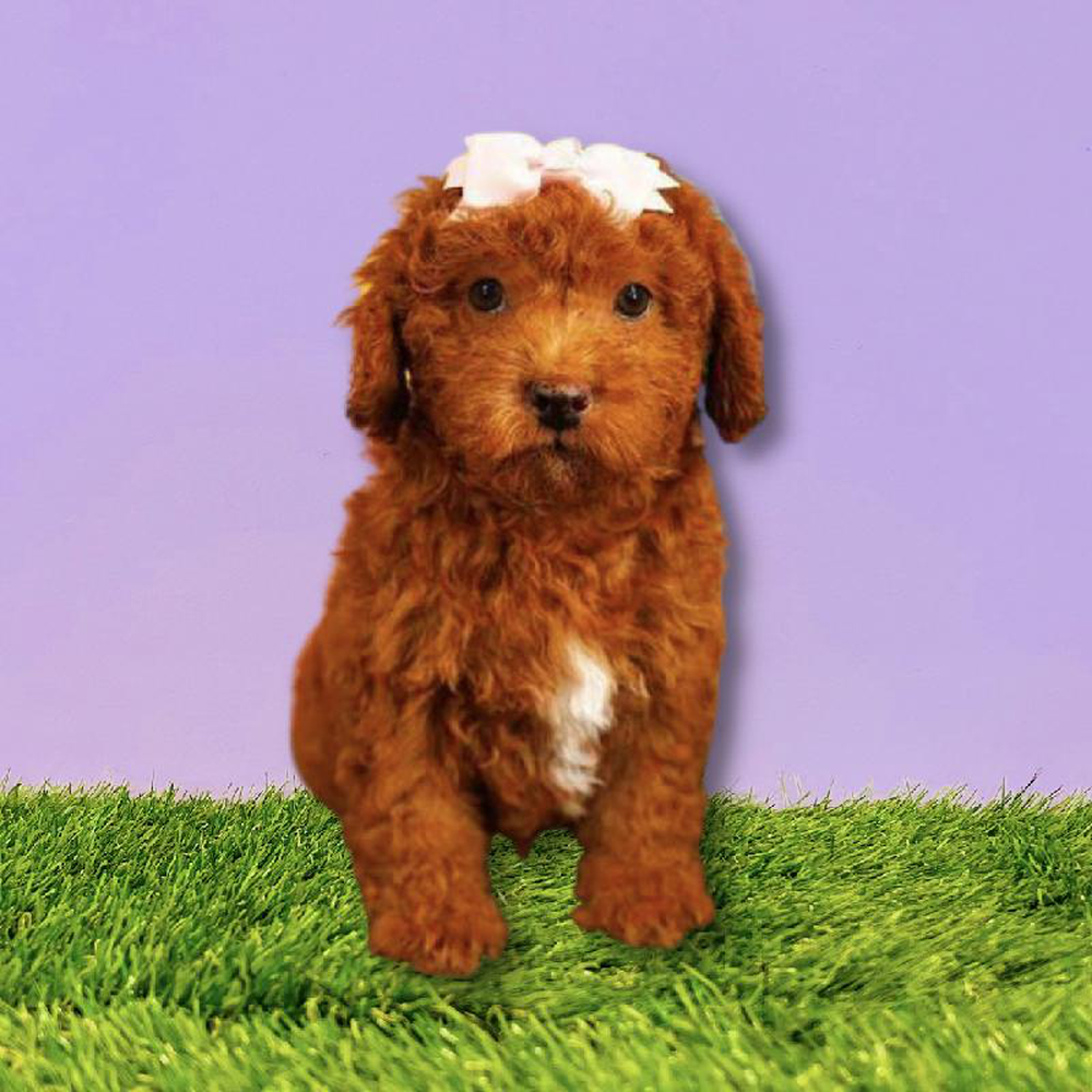 Female 2nd Gen Mini Goldendoodle Puppy for sale