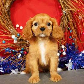 Cavalier King Charles Spaniel