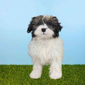 Shizapoo