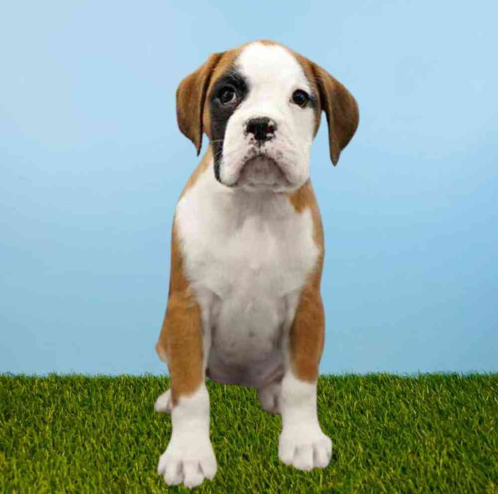 carousel pet images