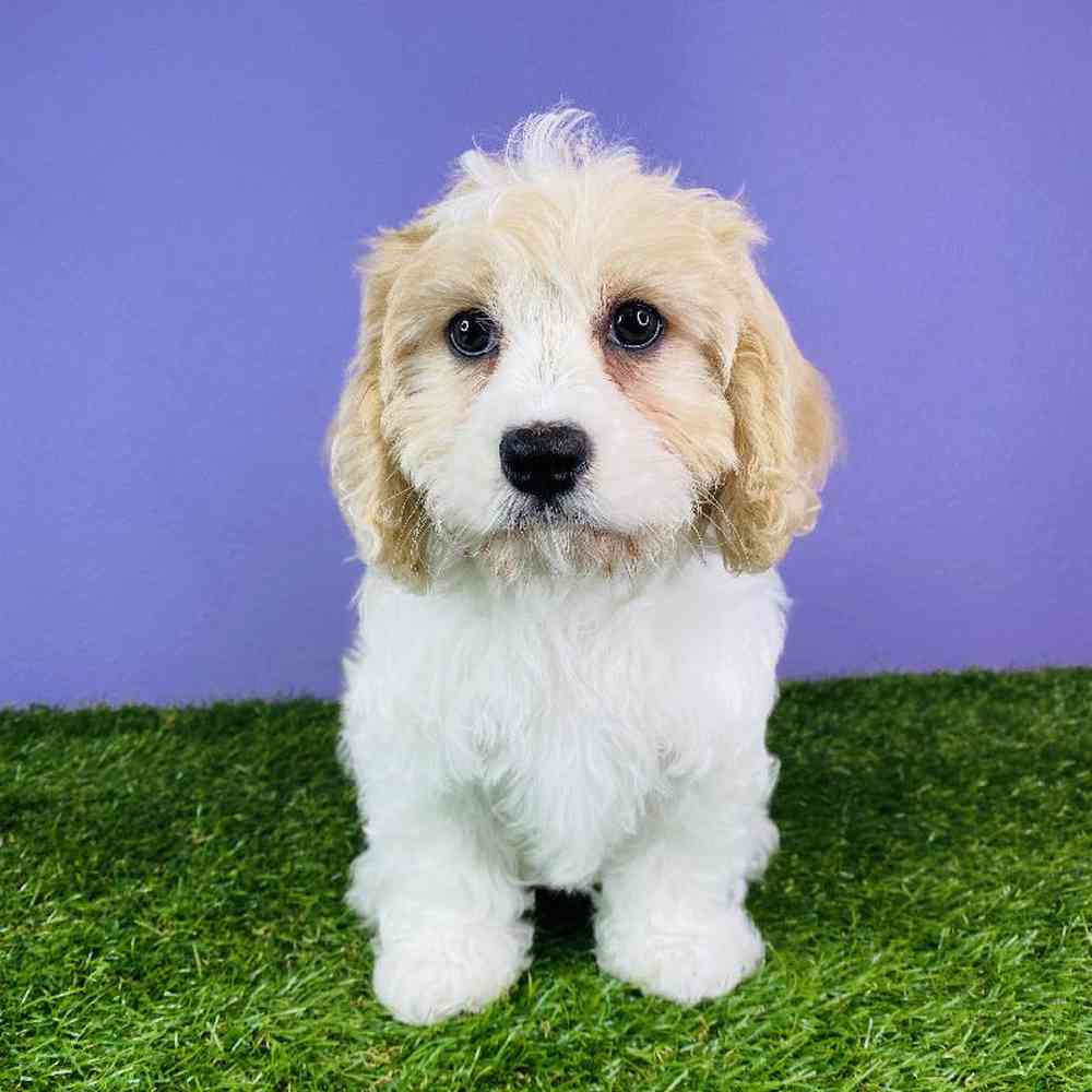 Female Cavachon Puppy for sale