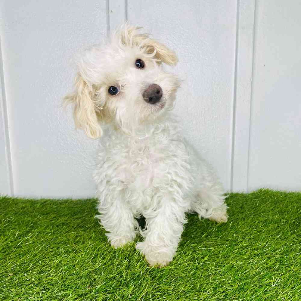 pet breed image