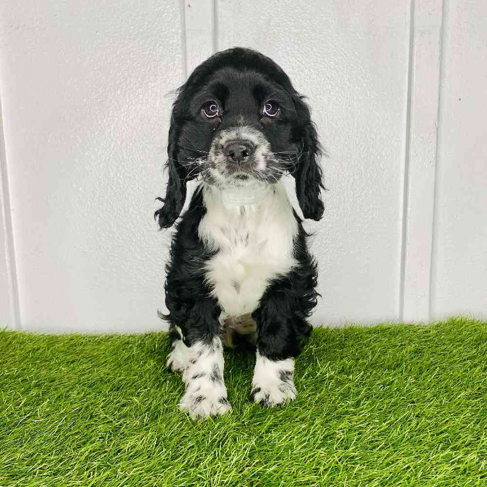 pet breed image