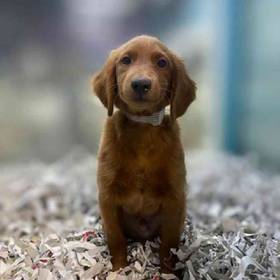 2nd Gen Mini Goldendoodle