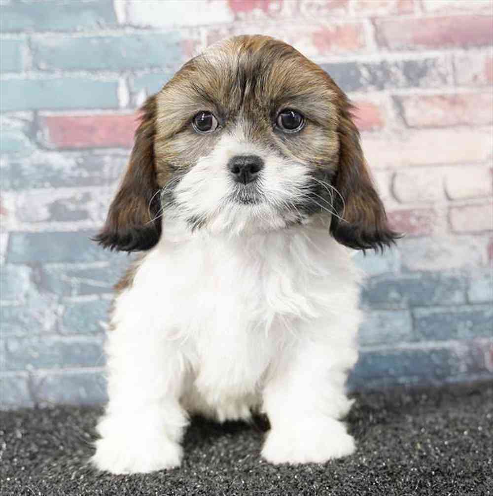 carousel pet images