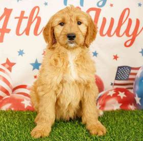 Goldendoodle