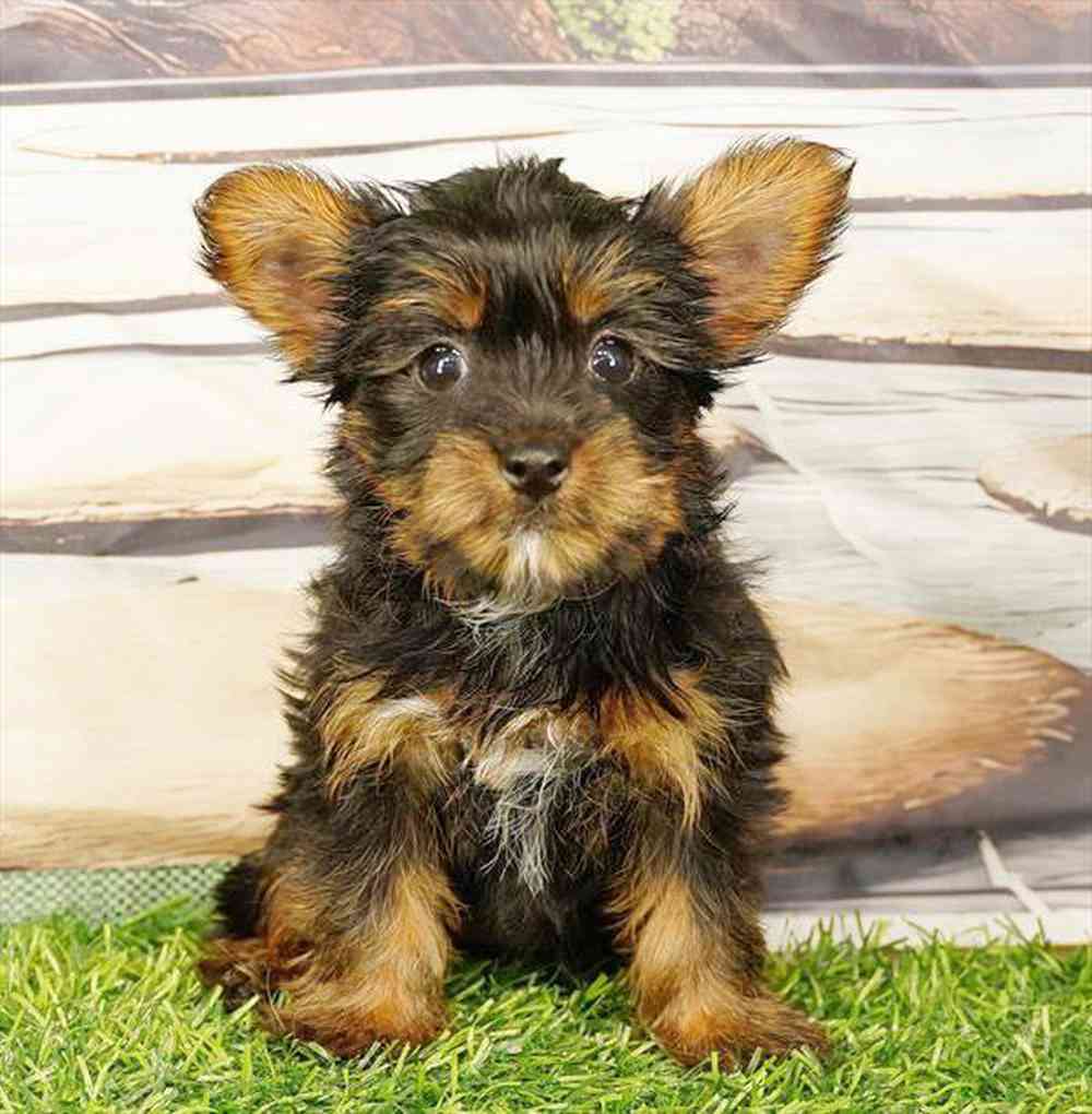 pet breed image