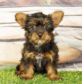 Yorkie