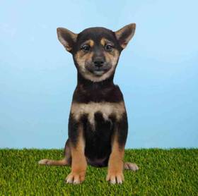 Shiba Inu