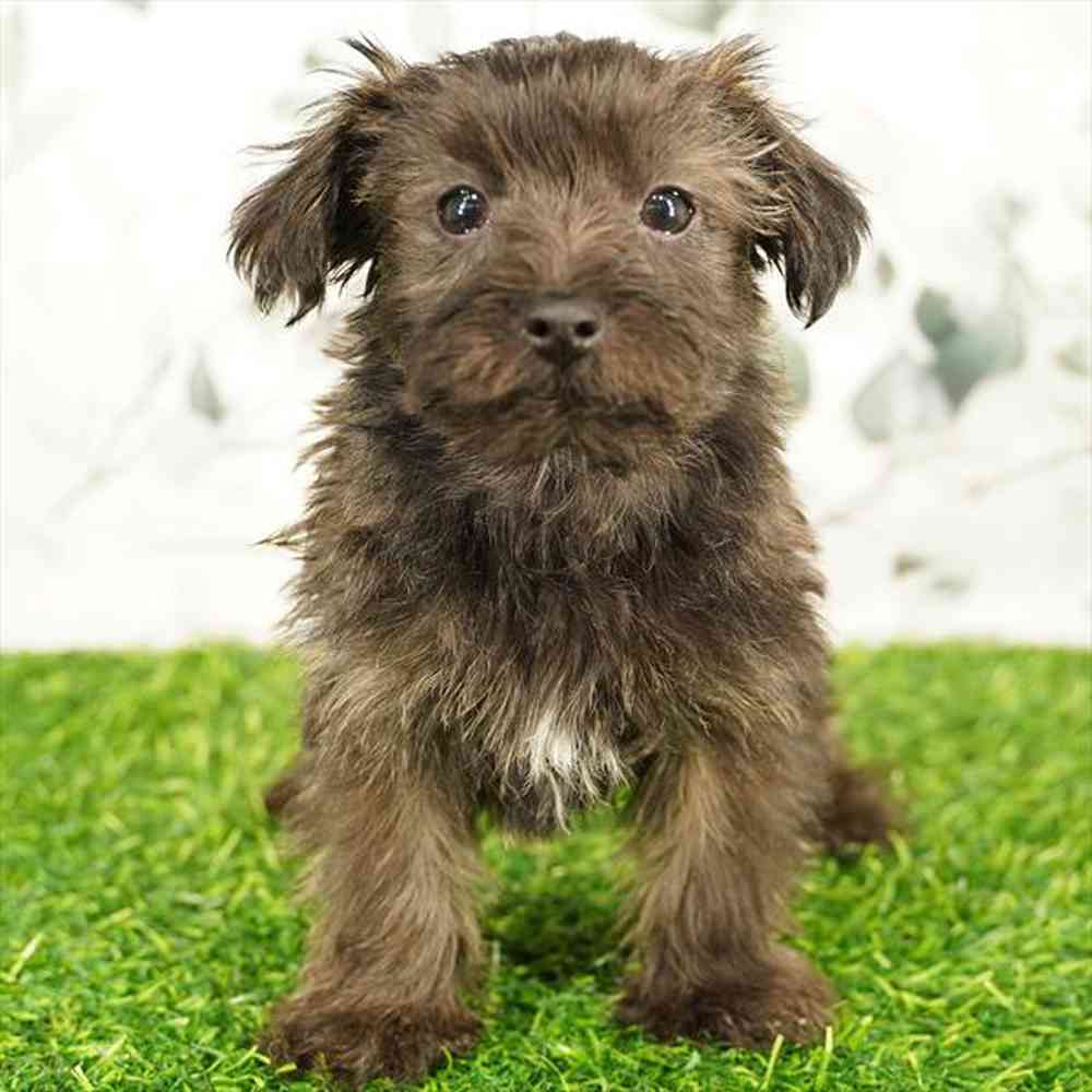 pet breed image