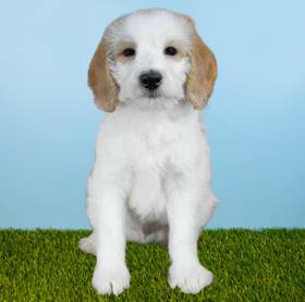 Poodle/Beagle