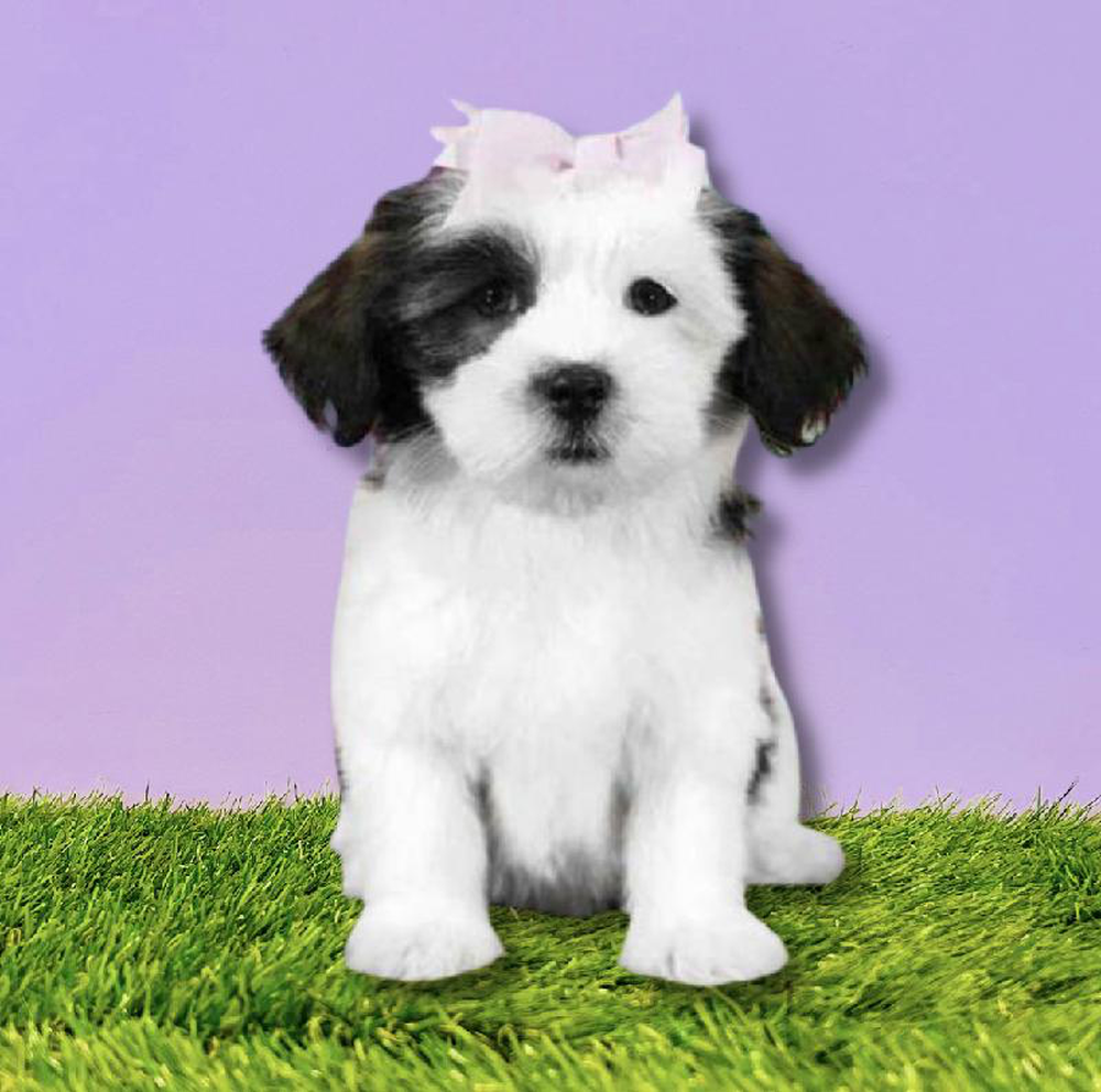 Female Havanese Puppy for sale