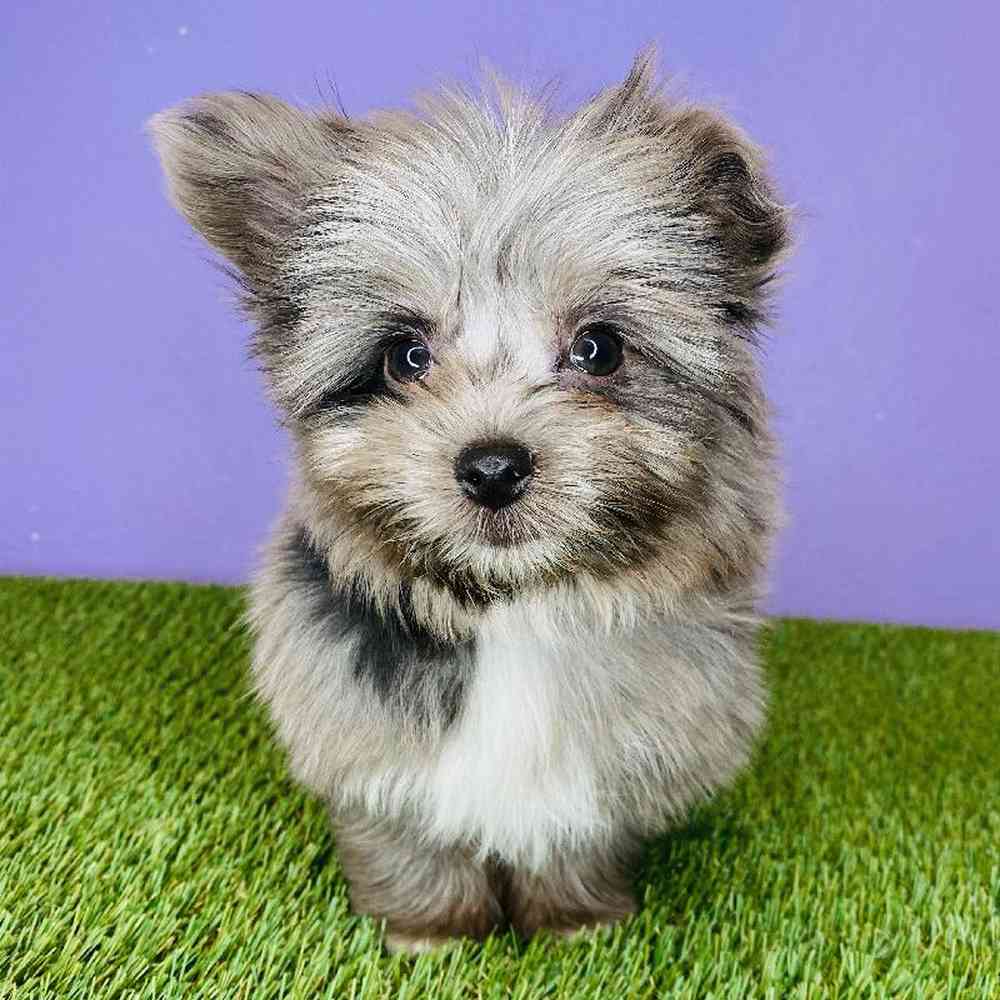 Male Pomeranian/Havanese Puppy for sale