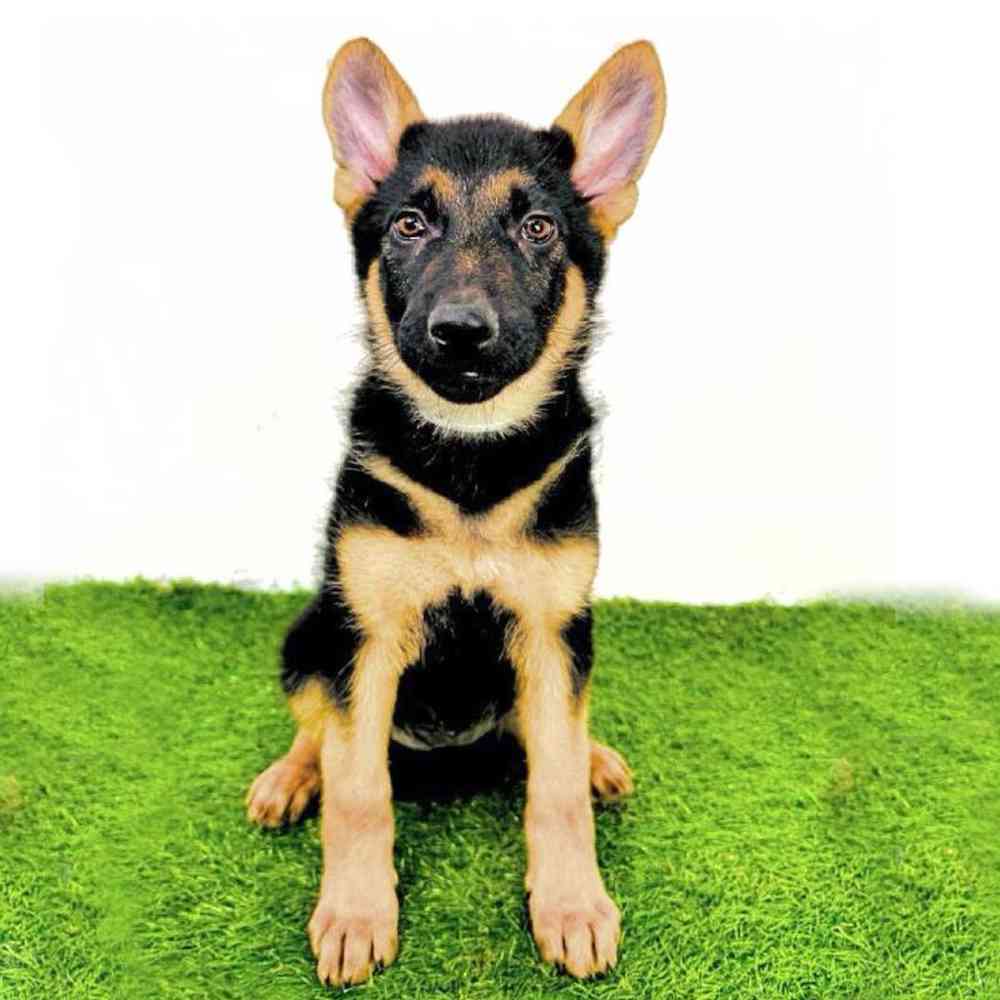 pet breed image
