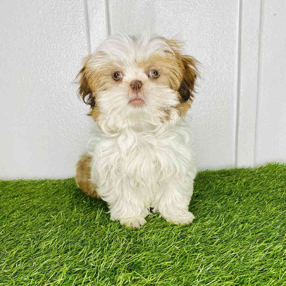 pet breed image
