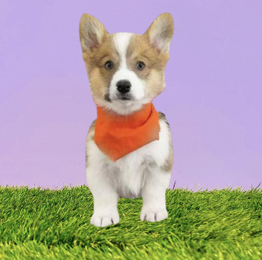 Male Pembroke Welsh Corgi Puppy for sale