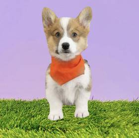 Pembroke Welsh Corgi