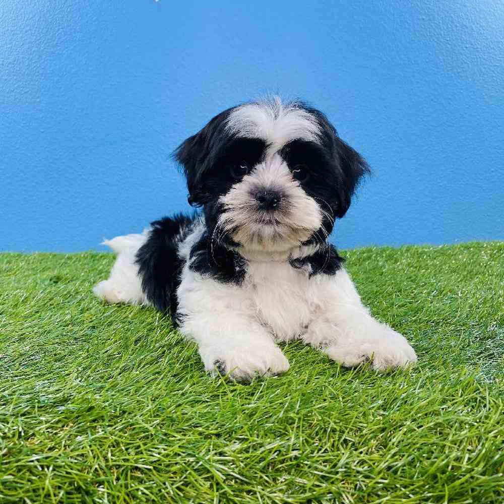 Male Malshi Puppy for sale