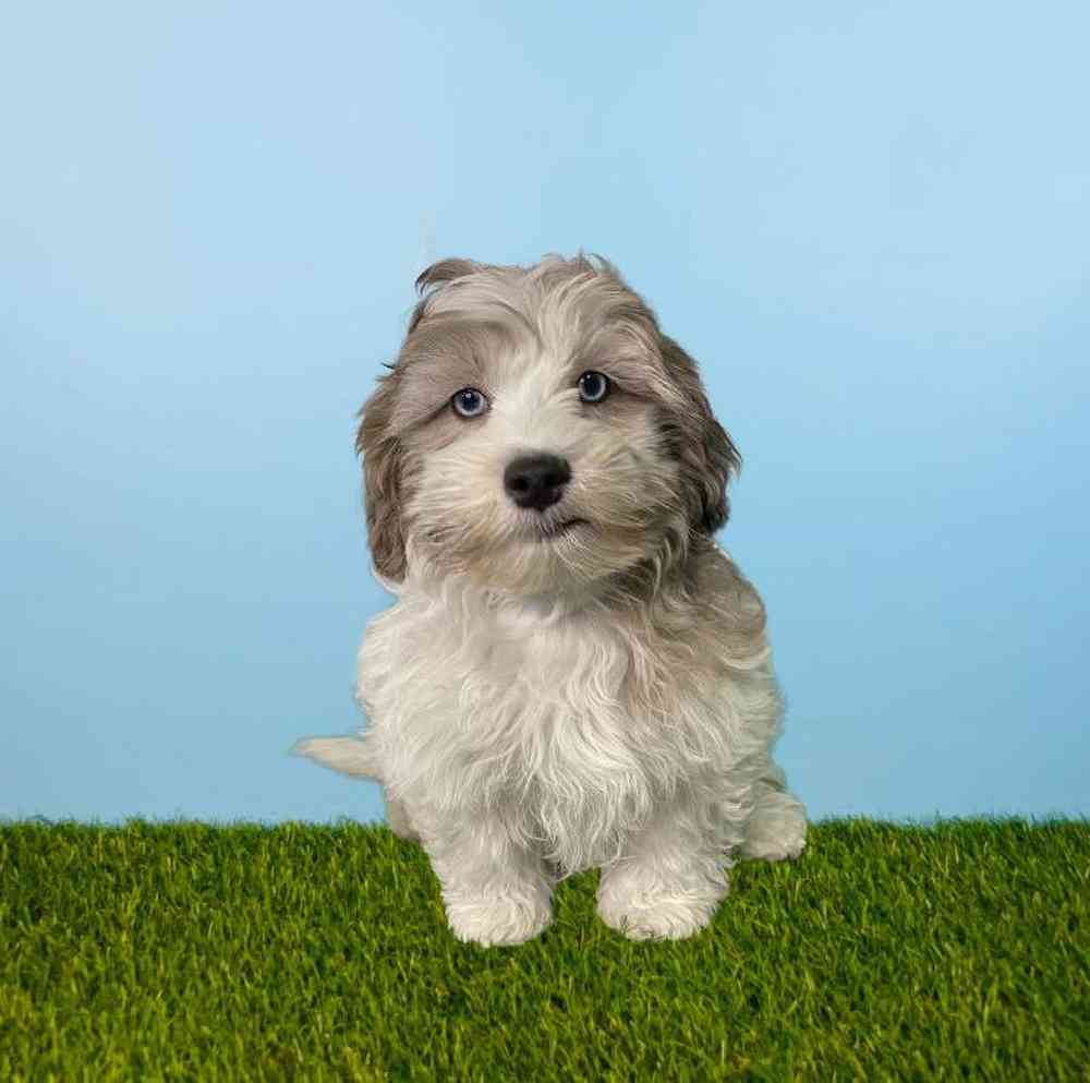 Male Shizapoo Puppy for Sale in Meridian, ID