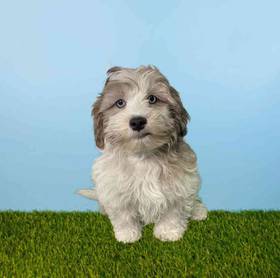Shizapoo