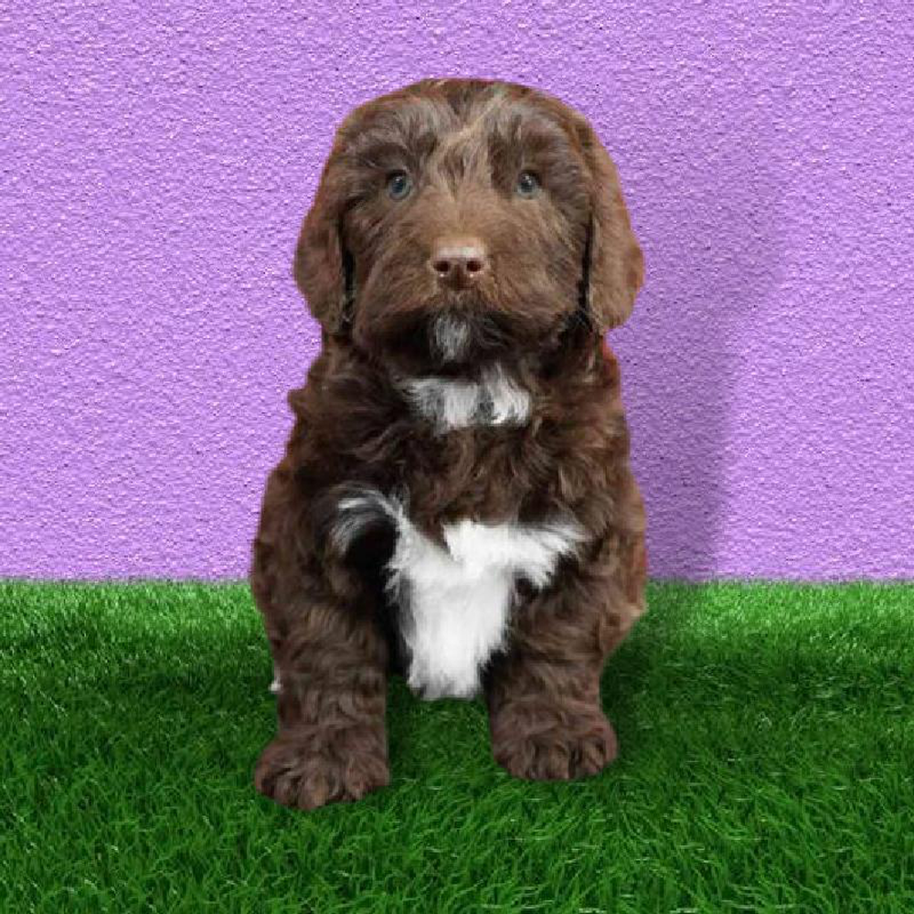 Male Mini Springer-Poo Puppy for sale