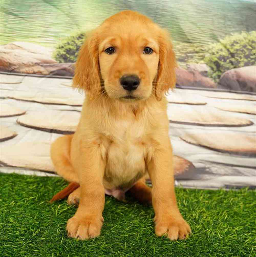 pet breed image